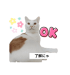 cat日常会話（個別スタンプ：1）