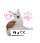 cat日常会話（個別スタンプ：3）