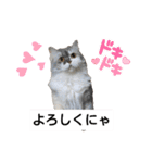 cat日常会話（個別スタンプ：10）