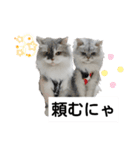 cat日常会話（個別スタンプ：11）