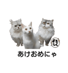 cat日常会話（個別スタンプ：32）