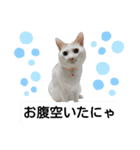 cat日常会話（個別スタンプ：34）