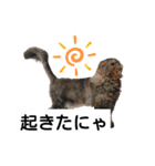 cat日常会話（個別スタンプ：35）