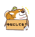 キリッと柴犬☆メッセージスタンプ（個別スタンプ：5）