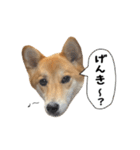 マヨんぷ2（個別スタンプ：14）