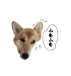 マヨんぷ2（個別スタンプ：19）