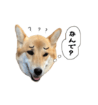 マヨんぷ2（個別スタンプ：27）