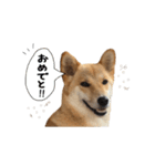 マヨんぷ2（個別スタンプ：29）