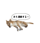 マヨんぷ2（個別スタンプ：36）