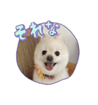 ぷぷスタンプ！（個別スタンプ：2）
