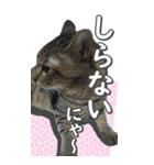ネコのBIGスタンプ【まる＆ちぃちゃん】（個別スタンプ：1）