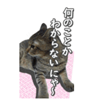 ネコのBIGスタンプ【まる＆ちぃちゃん】（個別スタンプ：2）