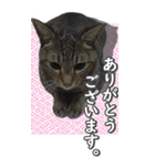 ネコのBIGスタンプ【まる＆ちぃちゃん】（個別スタンプ：5）