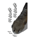 ネコのBIGスタンプ【まる＆ちぃちゃん】（個別スタンプ：6）