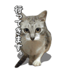 ネコのBIGスタンプ【まる＆ちぃちゃん】（個別スタンプ：8）