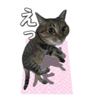ネコのBIGスタンプ【まる＆ちぃちゃん】（個別スタンプ：9）