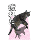 ネコのBIGスタンプ【まる＆ちぃちゃん】（個別スタンプ：10）