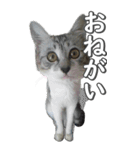ネコのBIGスタンプ【まる＆ちぃちゃん】（個別スタンプ：11）