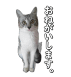 ネコのBIGスタンプ【まる＆ちぃちゃん】（個別スタンプ：12）