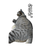 ネコのBIGスタンプ【まる＆ちぃちゃん】（個別スタンプ：13）
