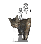 ネコのBIGスタンプ【まる＆ちぃちゃん】（個別スタンプ：14）