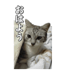 ネコのBIGスタンプ【まる＆ちぃちゃん】（個別スタンプ：15）