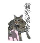 ネコのBIGスタンプ【まる＆ちぃちゃん】（個別スタンプ：17）