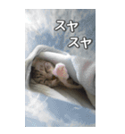 ネコのBIGスタンプ【まる＆ちぃちゃん】（個別スタンプ：20）