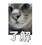 ネコのBIGスタンプ【まる＆ちぃちゃん】（個別スタンプ：22）