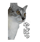 ネコのBIGスタンプ【まる＆ちぃちゃん】（個別スタンプ：23）