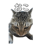 ネコのBIGスタンプ【まる＆ちぃちゃん】（個別スタンプ：25）
