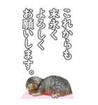 ネコのBIGスタンプ【まる＆ちぃちゃん】（個別スタンプ：26）