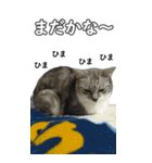 ネコのBIGスタンプ【まる＆ちぃちゃん】（個別スタンプ：27）