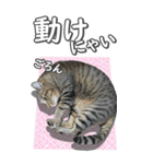 ネコのBIGスタンプ【まる＆ちぃちゃん】（個別スタンプ：29）