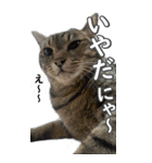 ネコのBIGスタンプ【まる＆ちぃちゃん】（個別スタンプ：30）
