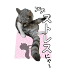ネコのBIGスタンプ【まる＆ちぃちゃん】（個別スタンプ：32）