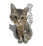 ネコのBIGスタンプ【まる＆ちぃちゃん】（個別スタンプ：33）