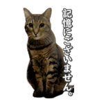 ネコのBIGスタンプ【まる＆ちぃちゃん】（個別スタンプ：37）