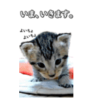 ネコのBIGスタンプ【まる＆ちぃちゃん】（個別スタンプ：38）