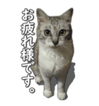 ネコのBIGスタンプ【まる＆ちぃちゃん】（個別スタンプ：39）
