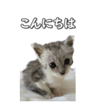 ネコのBIGスタンプ【まる＆ちぃちゃん】（個別スタンプ：40）