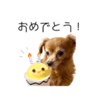 らいきちスタンプ.（個別スタンプ：17）
