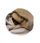 犬になりきれないたけし様（個別スタンプ：3）