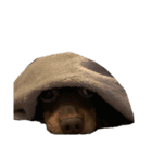 犬になりきれないたけし様（個別スタンプ：5）