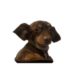 犬になりきれないたけし様（個別スタンプ：7）