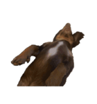 犬になりきれないたけし様（個別スタンプ：8）