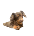 犬になりきれないたけし様（個別スタンプ：9）