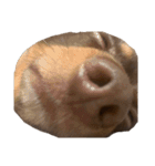 犬になりきれないたけし様（個別スタンプ：10）
