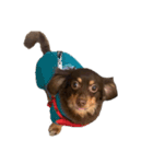 犬になりきれないたけし様（個別スタンプ：11）