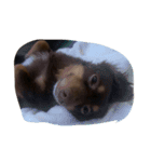 犬になりきれないたけし様（個別スタンプ：12）